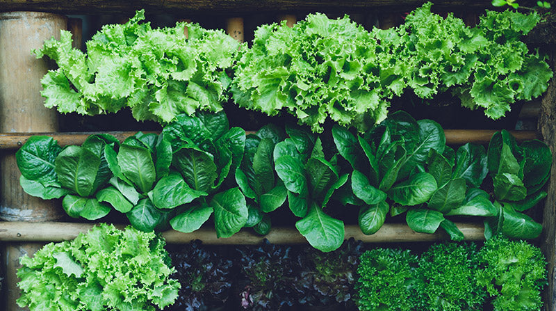 a selection of leafy greens