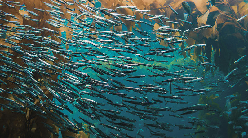 School of Fish Swimming in the Ocean