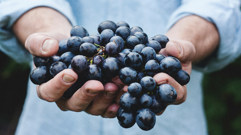 Hands Holding Grapes