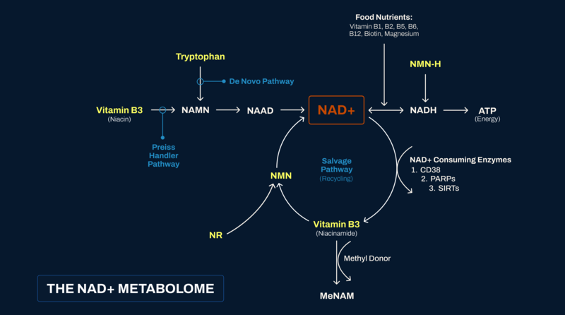 NAD Precursors: Novel Agents for Optimizing Cellular Health and Longevity