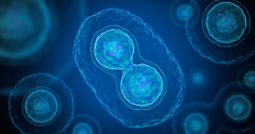 DNA repair plays a role in preserving female fertility and oocyte health