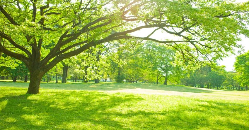 green trees in park, urban green