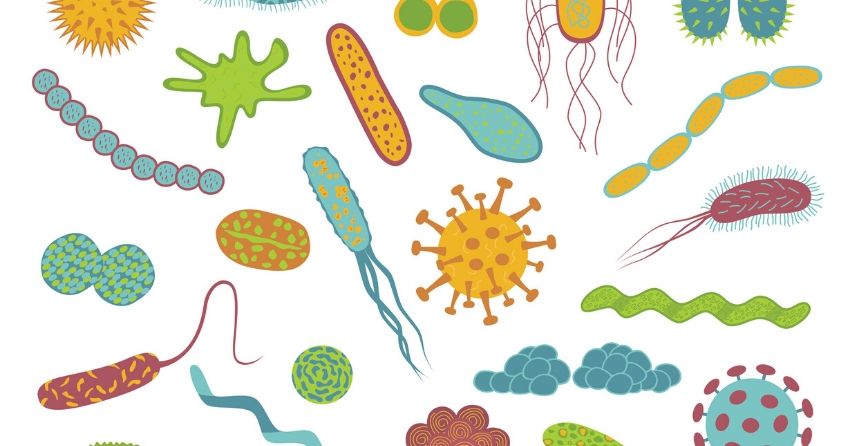 Researchers Show How The Immune System Balances The Gut Microbiome 