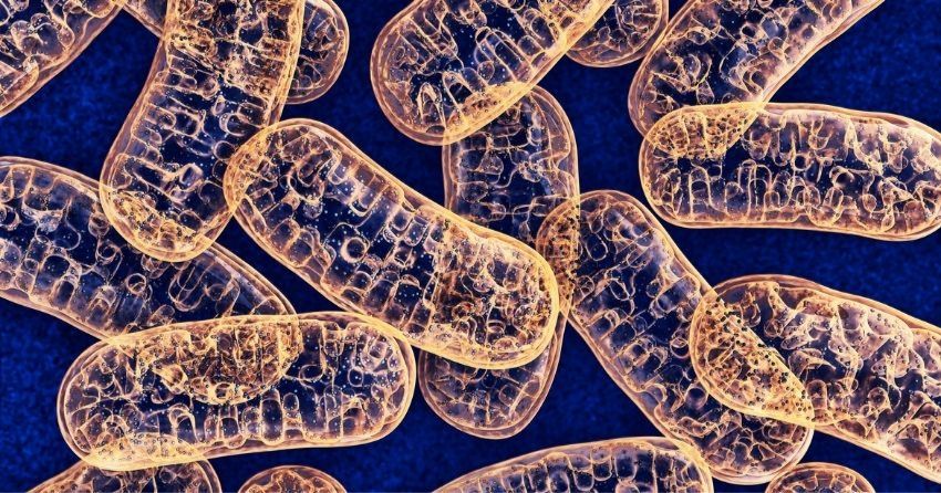 researchers successfully delivered mitochondria into animal liver cells