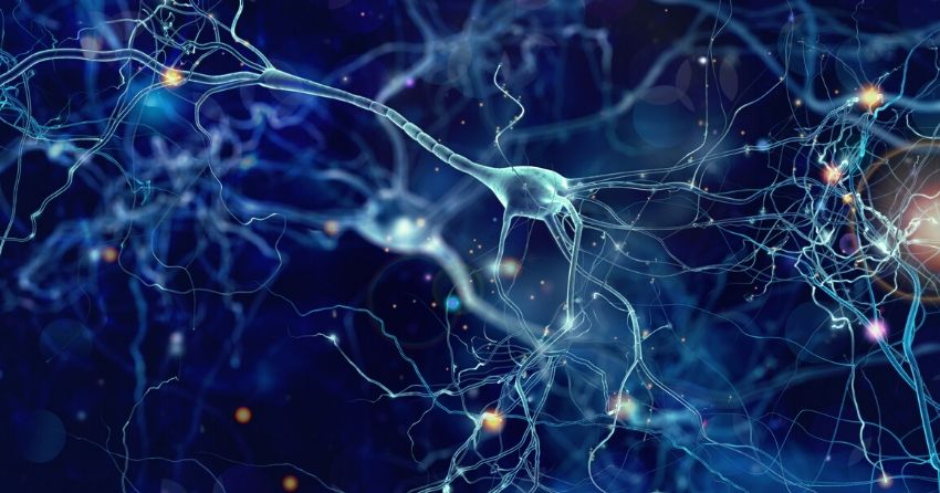 neurons have been found to play a role in fat metabolism 