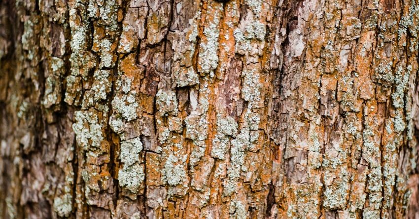 tree bark alder tree