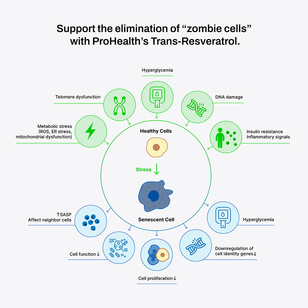 
                  
                    Support the elimination of zombie cells with Trans-Resveratrol
                  
                