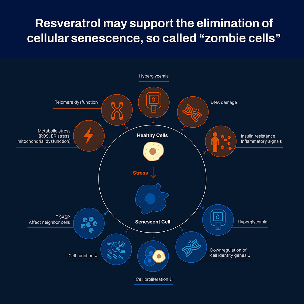 
                  
                    Support the elimination of zombie cells with Trans-Resveratrol
                  
                